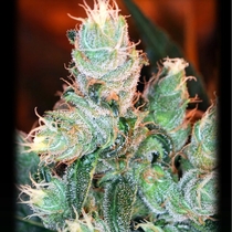 BSB Cheddar #1 Feminised (BSB Genetics Seeds) Cannabis Seeds