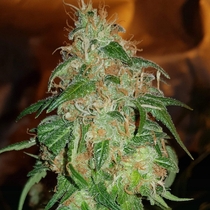 Gelato #45 Feminised (BSB Genetics Seeds) Cannabis Seeds