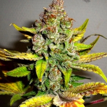 Gorilla Glue #4 Feminised (BSB Genetics Seeds) Cannabis Seeds