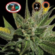 Cheese Feminised (Big Buddha Seeds) Cannabis Seeds