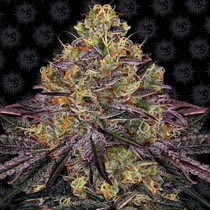Watermelon Zkittlez Feminised (Barneys Farm Seeds) Cannabis Seeds