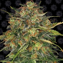 Cheese Feminised (Barneys Farm Seeds) Cannabis Seeds
