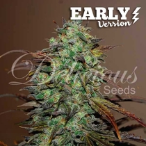 Eleven Roses Early Version (Delicious Seeds) Cannabis Seeds
