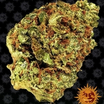Watermelon Zkittlez Auto Feminised (Barneys Farm Seeds) Cannabis Seeds