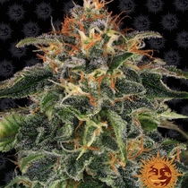 Moby Dick Feminised (Barneys Farm Seeds) Cannabis Seeds