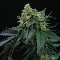 Lime OZZ Feminised (Perfect tree seeds) Cannabis Seeds