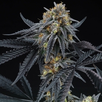 Peach Sherbert OG Feminised (Perfect tree seeds) Cannabis Seeds