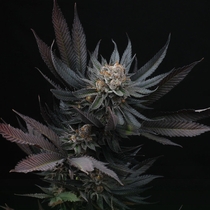 Mimozz Feminised (Perfect tree seeds) Cannabis Seeds