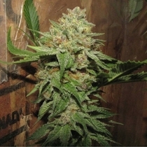 Military Chocolate Regular (Oni Seeds Co) Cannabis Seeds