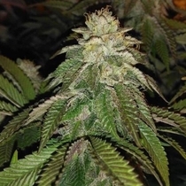 Hot Tropic Regular (Oni Seed Co) Cannabis Seeds