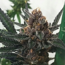 Sour Trop BX Regular (Oni Seed Co) Cannabis Seeds