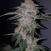 Tropicanna Kush Regular (Oni Seed Co) Cannabis Seeds