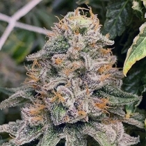 Strawpicanna Regular (Oni Seed Co) Cannabis Seeds