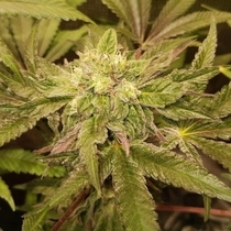 Tropicanna Punch BX1 Regular (Oni Seed Co) Cannabis Seeds