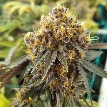Tropicanna Cookies Regular (Oni Seed Co) Cannabis Seeds