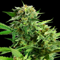 Blackberry Cake Feminised (Sensi Seeds Research) Cannabis Seeds