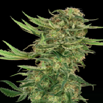 N13 Kush Feminized Seeds (Sensi Seeds Research) Cannabis Seeds
