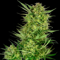 Buttercream Gelato Feminized Seeds (Sensi Seeds Research) Cannabis Seeds