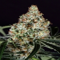 Zkittalicious Feminised (Exotic Seeds) Cannabis Seeds