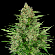 Double Kush Cake Auto (Sensi Seeds Research) Cannabis Seeds