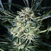 Jelly Bananen Feminised (Exotic Seeds) Cannabis Seeds