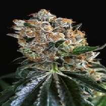 Malasana Cookies Feminised (Exotic Seeds) Cannabis Seeds