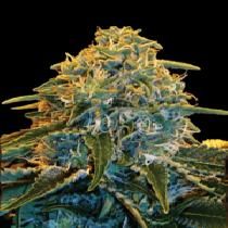 Z&Z Feminised (Exotic Seeds) Cannabis Seeds