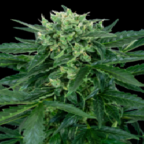 Sensi Amnesia Auto (Sensi Seeds Research) Cannabis Seeds