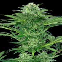 Skunk Dream CBD Feminized (Sensi Seeds Research) Cannabis Seeds