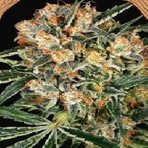 Hippie Therapy CBD Feminised (Exotic Seeds) Cannabis Seeds