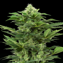 Afghan Pearl CBD Auto (Sensi Seeds Research) Cannabis Seeds