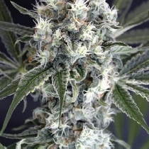 Medxotic Pure CBD (Exotic Seeds) Cannabis Seeds