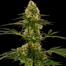 Blue Bullet Auto (Sensi Seeds Research) Cannabis Seeds
