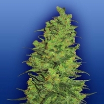 Temple Haze (Flying Dutchmen Seeds) Cannabis Seeds