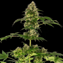 Cobalt Haze Feminised (Sensi Seeds) Cannabis Seeds