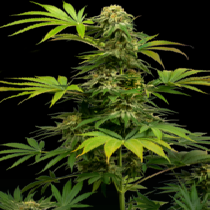 Black Harlequin Feminised (Sensi Seeds) Cannabis Seeds