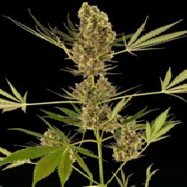 Alpine Delight CBD Auto (Sensi Seeds) Cannabis Seeds