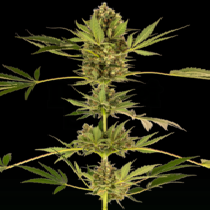 Himalayan CBD Feminised (Sensi Seeds) Cannabis Seeds