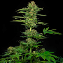 Satin Black Domina CBD Feminised (Sensi Seeds) Cannabis Seeds