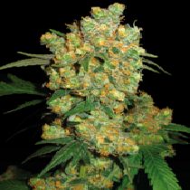 Big Bud Feminised (Sensi Seeds) Cannabis Seeds