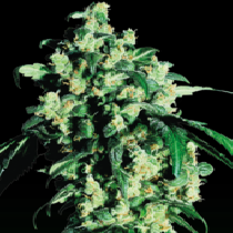 Super Skunk Feminised (Sensi Seeds) Cannabis Seeds