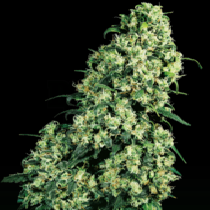 Skunk #1 Feminised (Sensi Seeds) Cannabis Seeds