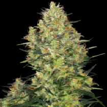 Shiva Skunk Feminised (Sensi Seeds) Cannabis Seeds