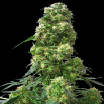 Early Skunk Feminised (Sensi Seeds) Cannabis Seeds