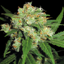Sensi Skunk Feminised (Sensi Seeds) Cannabis Seeds