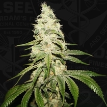 Mont Blanc Female (T.H.Seeds) Cannabis Seeds