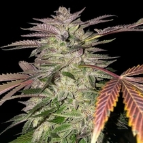 Gelato Cake Female (T.H.Seeds) Cannabis Seeds