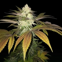 Orangesicle Female (T.H.Seeds) Cannabis Seeds