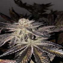 French Kisz (T.H Seeds) Cannabis Seeds