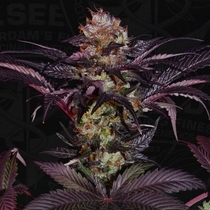 French Macaron - Gelato 33 x French Cookies Female (T.H.Seeds) Cannabis Seeds